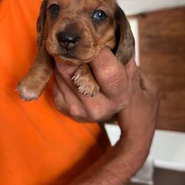 Girl 3 - Dapple female Dachshund puppy in Bismarck, Missouri from Kalua's Doxies