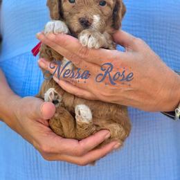 Goldendoodle Puppies from JoZy's Doodles