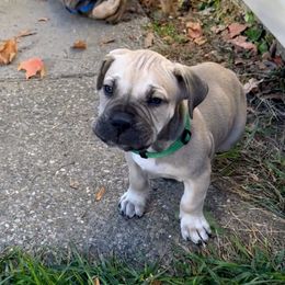 Gokor - Fawn male Boerboel puppy in Sacramento, Michigan from BoHo Boerboels