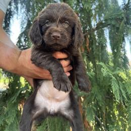 Tan - Liver female Boykin Spaniel puppy in Portland, Tennessee from Honey Run Boykins