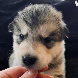 Bannock - Gray and white male Alaskan Malamute puppy in Palmyra, Michigan from Illusion Kennel
