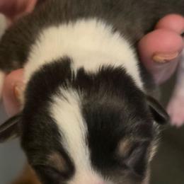 Puppy 4 - Black and tan female Pembroke Welsh Corgi puppy in Buffalo, Wyoming from Diamond K Corgis