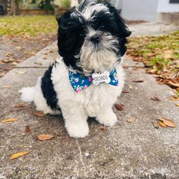 Shihpoo and Shih Tzu Puppies from The Luckie Puppy
