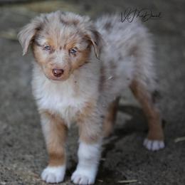 Tater - Red merle male Miniature Australian Shepherd puppy in Olivehurst, California from McDaniel Aussies