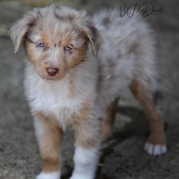 Tater - Red merle male Miniature Australian Shepherd puppy in Olivehurst, California from McDaniel Aussies