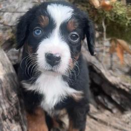 Atomic - Black tri-color male Australian Shepherd puppy in Randolph, Utah from Dry Canyon Pups