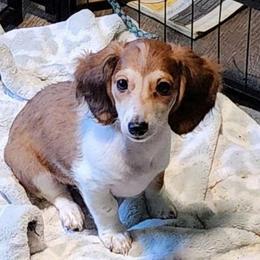 Stella x Morgan red piebald longhair boy - Dachshund puppy from Dozendachs