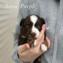 Astra - Red tri-color female Miniature American Shepherd puppy in Greenwood, Indiana from Barnaby’s Barn Dog’s