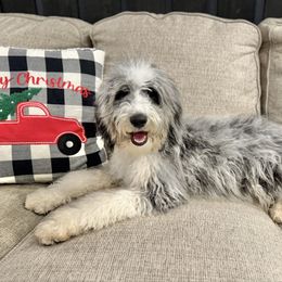 Sangria - Merle female Bernedoodle puppy in Thornville, Ohio from Four Front Doodles & Friends