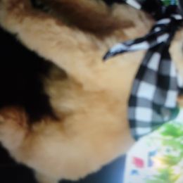 Poodle Puppies from Bellas Beauty’s