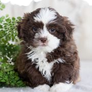 Maltipoo, Shichon, and Shihpoo Puppies from Timbercreek Puppies