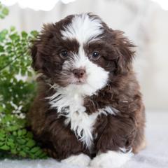 Maltipoo, Shichon, and Shihpoo Puppies from Timbercreek Puppies