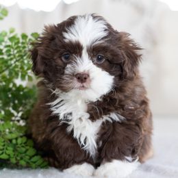 Maltipoo, Shichon, and Shihpoo Puppies from Timbercreek Puppies