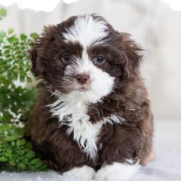 Maltipoo, Shichon, and Shihpoo Puppies from Timbercreek Puppies