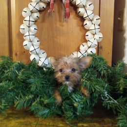 Elsa - Gold female Yorkshire Terrier puppy in Terrell, Texas from Ashley Nicole Ranch