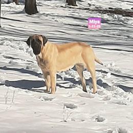 Miya - Mastiff