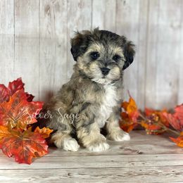 Boy 1 - male Miniature Schnauzer puppy in Weston, Idaho from Silver Sage Schnauzers