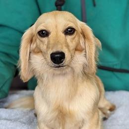 EMMA - Cream female Dachshund puppy in Moscow, Idaho from Bailiwick of Gurnsey