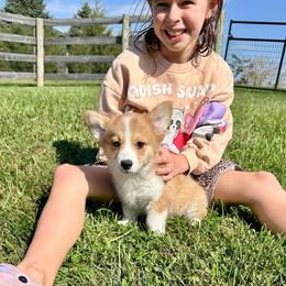 Finnegan - Red male Pembroke Welsh Corgi puppy in Urbana, Ohio from Edgewood Farm and Kennel