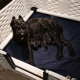 Gabriel von Copper Cottage - Black male Giant Schnauzer puppy in Helena, Alabama from The Copper Cottage Canines LLC