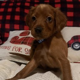 Hank the Christmas Puppy - Mahogany male Irish Setter puppy in Orem, Utah from Rocky Mountain Irish Setters