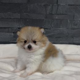 Charm - Tri-colored female Pomeranian puppy in Goodyear, Arizona from AZ Royal Doxies llc