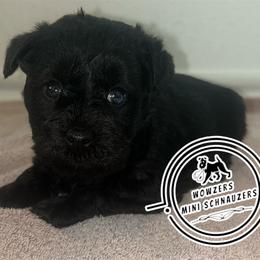 Purple Collar - Black female Miniature Schnauzer puppy in Conroe, Texas from Wowzers Mini Schnauzers