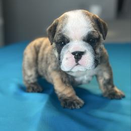 Chief - Fawn brindle and white male Bulldog puppy in Lutz, Florida from Romanov’s  Bulldogs