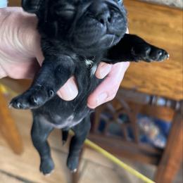 TBD - Black female Pug puppy in Boynton Beach, Florida from Camp Pug