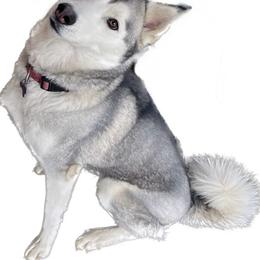 Luna - Siberian Husky