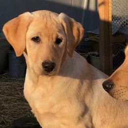 Labrador Retrievers from Shade Tree Kennels LLC