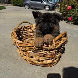 Joe - Black and red male German Shepherd puppy in Hesperia, California from Von Geesa