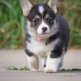 Pembroke Welsh Corgi Puppies from Golden Rose Corgis