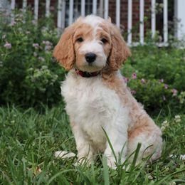 Goldendoodle Puppies from Carolina Doodle Puppies