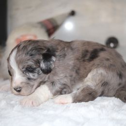 Boy 7 - Blue merle male Aussiedoodle puppy in Pomona, California from Socal Aussiedoodles