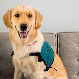 Golden Retrievers and Labrador Retrievers from Pilot Dogs