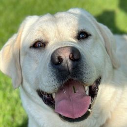 Apollo - Labrador Retriever