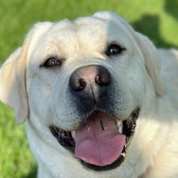 Apollo - Labrador Retriever