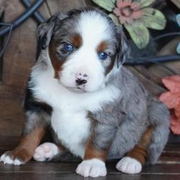 Blue Merle 1 - Blue merle female Miniature Australian Shepherd puppy in Lawton, Oklahoma from Lindsey’s Aussies