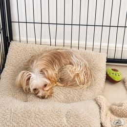 Honey - Yorkshire Terrier