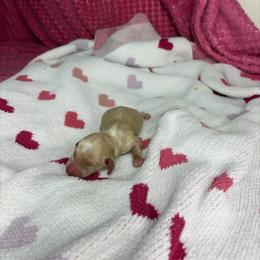 Monty - Cream male Dachshund puppy in Lake City, Florida from My Ditzy Doxies of Florida