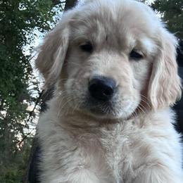 Miss Yellow - Light golden female Golden Retriever puppy in Gaston, Oregon from Trillium Spring's Goldens