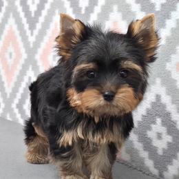 Jack - Blue and gold male Yorkshire Terrier puppy in Monticello, Iowa from Ashley’s Puppies