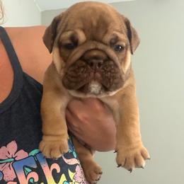 Rolo - Red male Bulldog puppy in Hobe Sound, Florida from Amanda’s Bullies