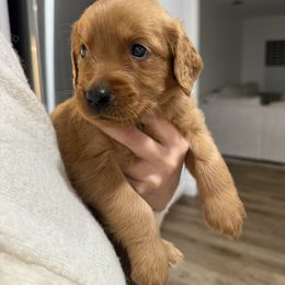 Golden Retriever Puppies from The Red Retrievers