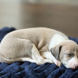 Moss. Marigold - Blue fawn female Italian Greyhound puppy in Texas from Italian Greyhounds of Frisco