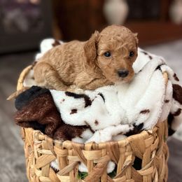 Jolie - Red  female Goldendoodle puppy in Winston Salem, North Carolina from Salem Doodles
