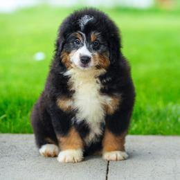 Mack (socialization program student) - Tri-color male Bernedoodle puppy in Dundee, Ohio from Down Home Doodle