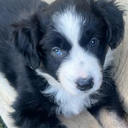 Finn - Black tri male Miniature Australian Shepherd puppy in Denair, California from CenCal Mini Aussies
