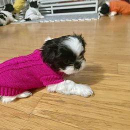 Shih Tzu Puppies from One Hit Wonder